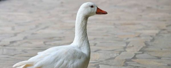 郎德鹅的养殖多久？