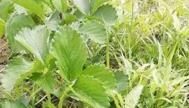 草莓可以用除草剂吗?草莓地用什么除草剂较好