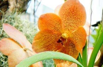 万代兰的繁殖多久？