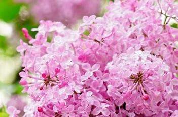 盆栽丁香花的种植多久？