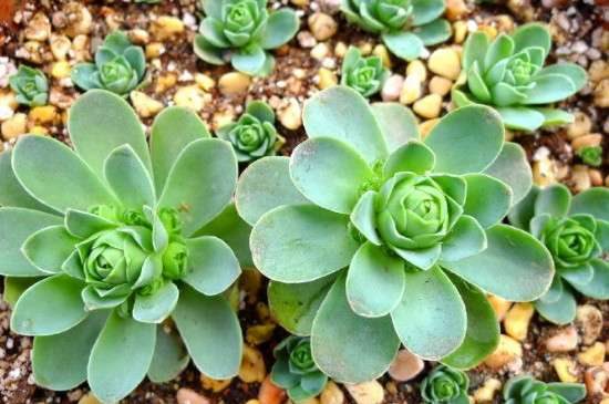 山地玫瑰喜欢晒太阳吗？