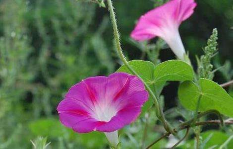 牵牛花的养殖多久？