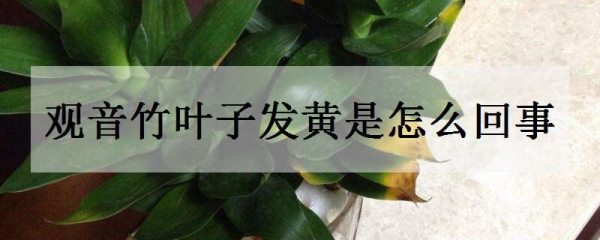 观音竹叶子发黄是怎么回事 有什么补救办法