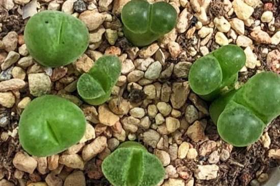 碧光环夏天可以种吗？