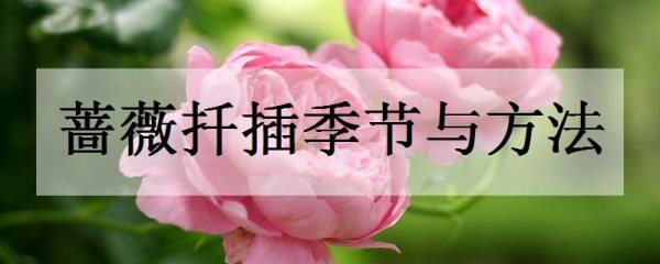 蔷薇扦插季节与多久?
