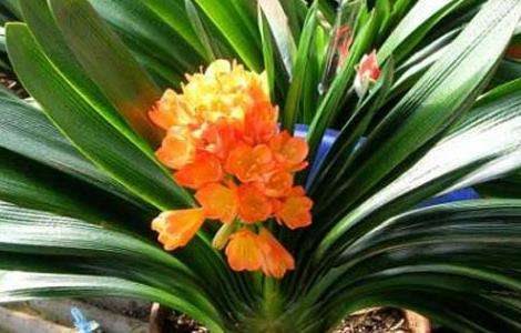 君子兰夹箭怎么办？