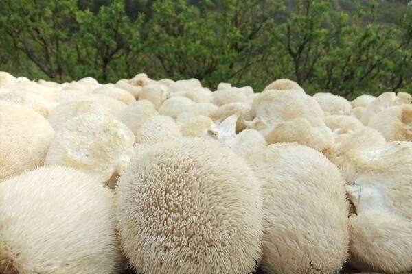 猴头菇怎么吃 吃猴头菇的禁忌