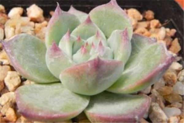 吉娃莲怎么养才能爆盆 吉娃莲家庭养法