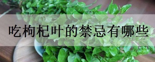 吃枸杞叶的禁忌有哪些 吃多了会有什么反应