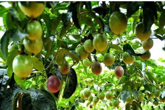 百香果籽的播种多久？