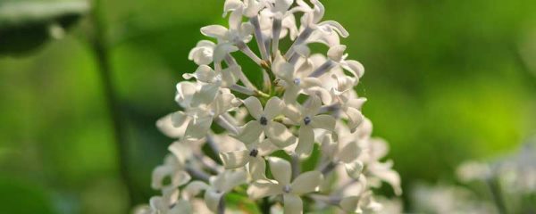 丁香花象征