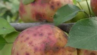 苹果虎皮病的症状和原因 苹果虎皮病如何防治