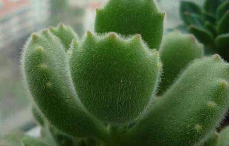 熊童子掉叶子怎么办?