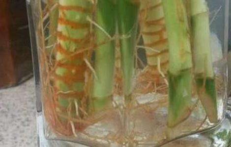 观音竹叶子发黄怎么办？