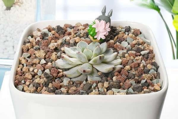 麦饭石拌土种多肉好吗 正确的使用方法是什么?