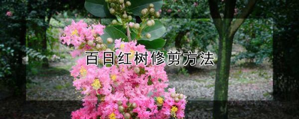 百日红树修剪方法