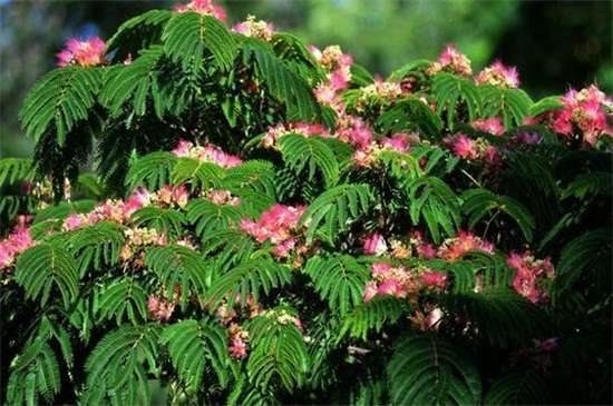 合欢花的整形修剪方法 4个步骤修剪茂盛合欢花