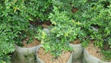 嘉宝果的生长习性及嘉宝果的繁殖方法简介