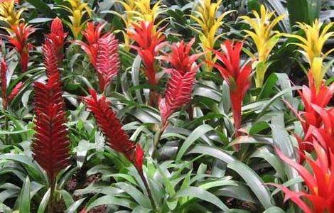 凤梨花的繁殖多久？