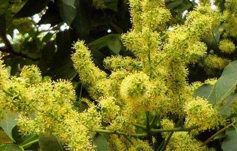 臭椿树的种植技术