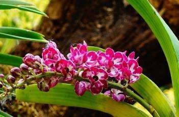 万代兰的繁殖多久？