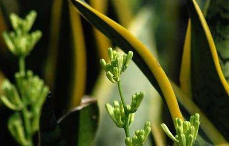 虎皮兰叶子发黄怎么办？