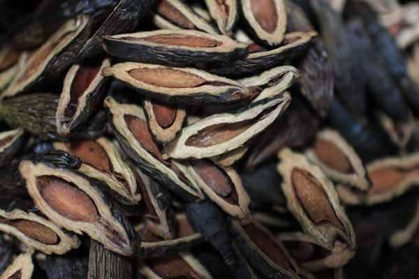 槟榔的危害与好处 食用时要注意什么?