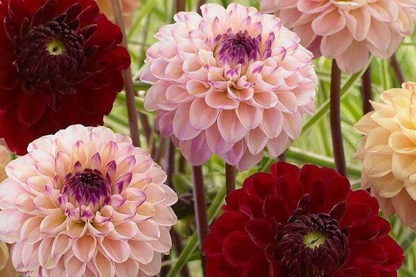 大丽花冬天养殖的禁忌有哪些？