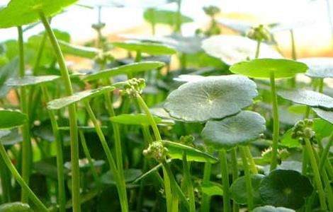 铜钱草的寓意是什么？