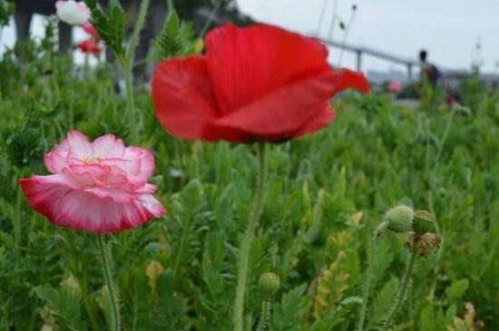 花菱草的养殖方法和注意事项 使土壤微湿光照养护