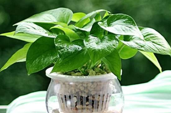 黄金葛和绿萝的区别？