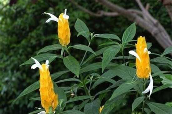 金苞花的养殖方法和注意事项