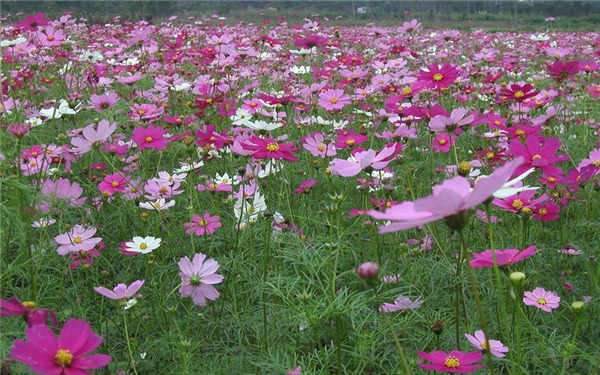 格桑花是多年生草本植物吗 怎么养殖