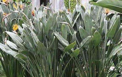 鹤望兰不开花是什么原因？