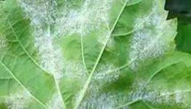 葡萄白腐病的防治方法 葡萄白腐病用什么药最好