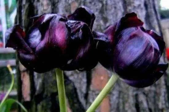 夜皇后花卉的养殖多久？