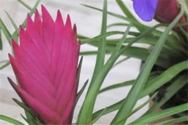 铁兰怎么养才能爆盆 铁兰家庭养法