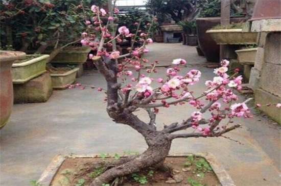 榆叶梅和美人梅的区别? 四种方法区分两者不同
