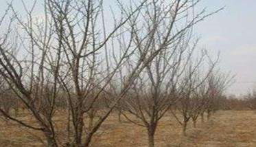 杏树虫害有哪些 杏树虫害如何治理喷什么农药