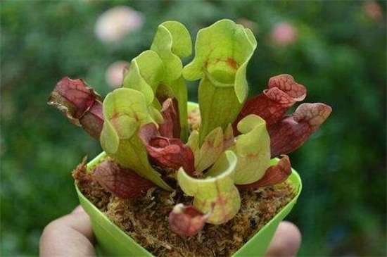 瓶子草怎么养 5个步骤养出健壮的瓶子草