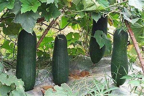 冬瓜种植最佳时间和方法及注意事项 什么季节播种好