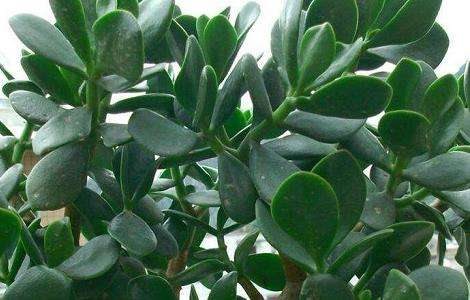 燕子掌有没有毒