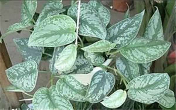全耐阴植物有哪些 不需要阳光的植物