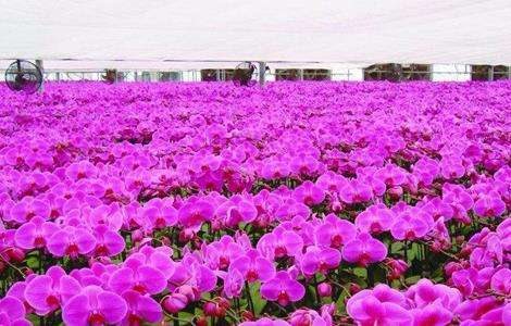 蝴蝶兰养殖多久？