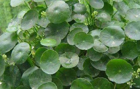 铜钱草的寓意是什么？