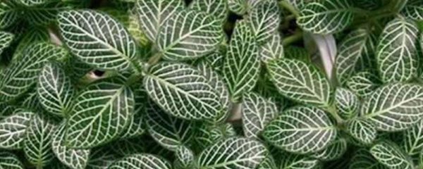 网纹草的养殖方法和注意事项