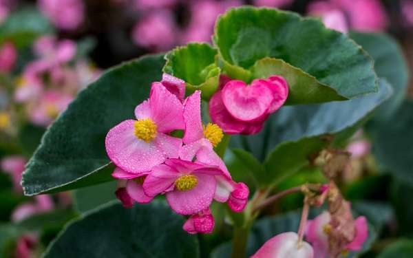 懒人扦插四季海棠方法是什么？