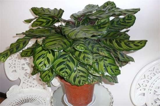 孔雀竹芋有毒吗？