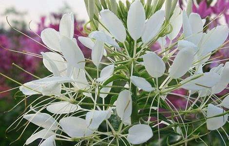 醉蝶花的花语是什么？