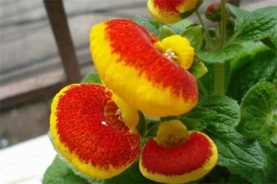 荷包花冬天养殖的禁忌 缺乏光照并大量浇水施肥